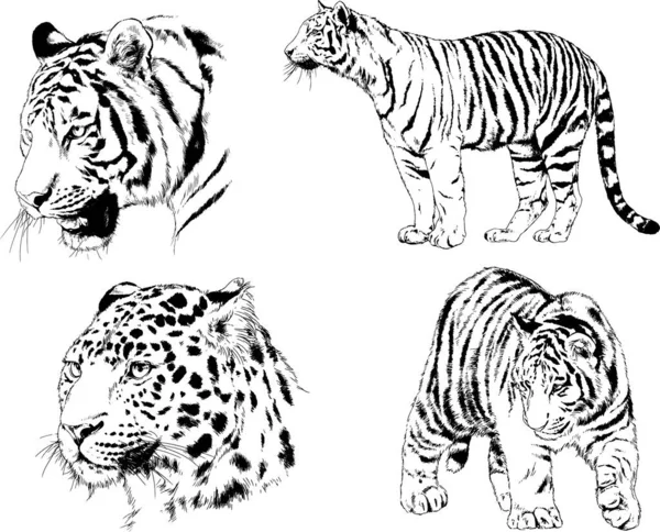 Dibujos Vectoriales Bocetos Diferentes Depredadores Tigres Leones Guepardos Leopardos Dibujan — Archivo Imágenes Vectoriales