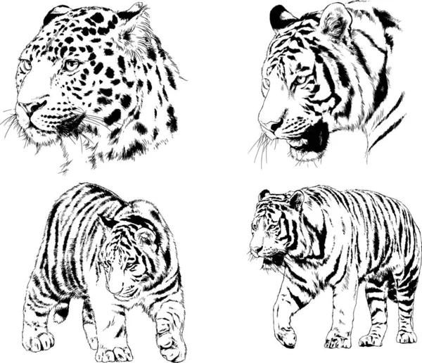 Dibujos Vectoriales Bocetos Diferentes Depredadores Tigres Leones Guepardos Leopardos Dibujan — Archivo Imágenes Vectoriales