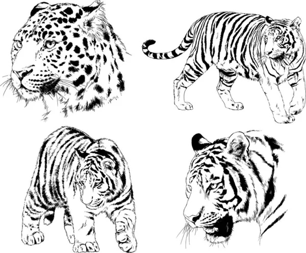 Dessins Vectoriels Esquisse Différents Prédateurs Tigres Lions Guépards Léopards Sont — Image vectorielle