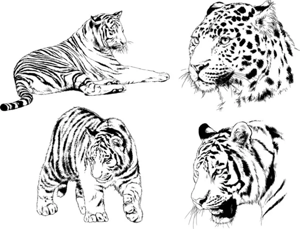 Dessins Vectoriels Esquisse Différents Prédateurs Tigres Lions Guépards Léopards Sont — Image vectorielle