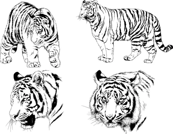 Dibujos Vectoriales Bocetos Diferentes Depredadores Tigres Leones Guepardos Leopardos Dibujan — Archivo Imágenes Vectoriales