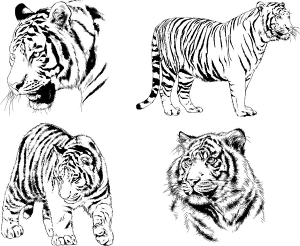 Vector Drawings Sketches Different Predator Tigers Lions Cheetahs Leopards Drawn — Stock Vector