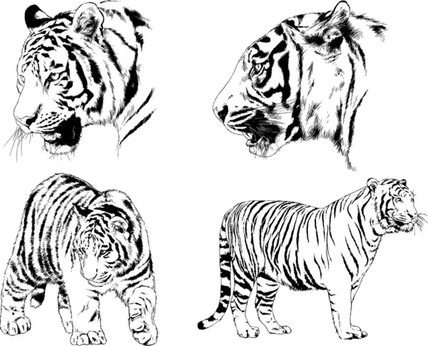 Dibujos Vectoriales Bocetos Diferentes Depredadores Tigres Leones Guepardos Leopardos Dibujan — Vector de stock