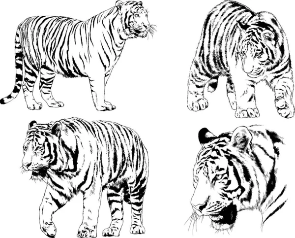 Vector Drawings Sketches Different Predator Tigers Lions Cheetahs Leopards Drawn — Stock Vector