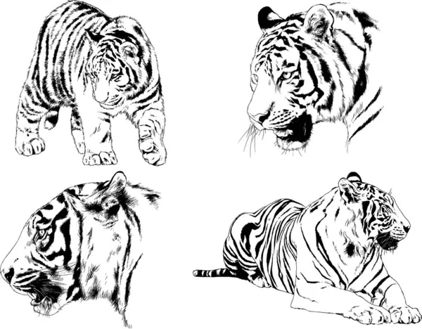 Desenhos Vetoriais Esboços Predador Diferente Leões Tigres Chitas Leopardos São —  Vetores de Stock