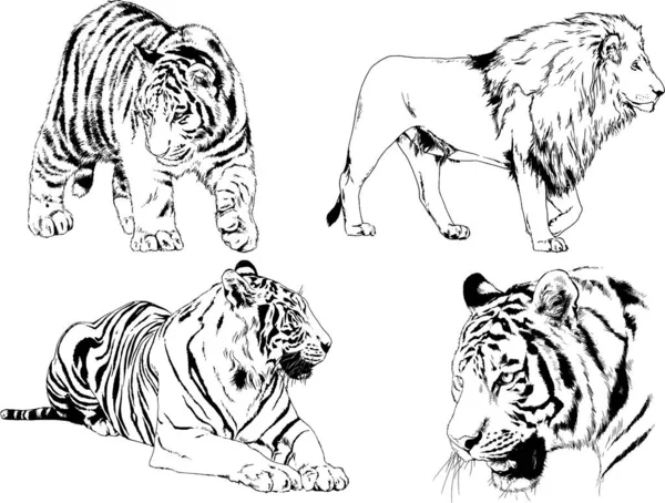 Dibujos Vectoriales Bocetos Diferentes Depredadores Tigres Leones Guepardos Leopardos Dibujan — Vector de stock