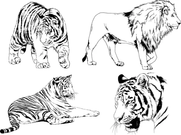 Dibujos Vectoriales Bocetos Diferentes Depredadores Tigres Leones Guepardos Leopardos Dibujan — Vector de stock