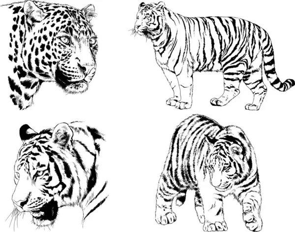 Dibujos Vectoriales Bocetos Diferentes Depredadores Tigres Leones Guepardos Leopardos Dibujan — Vector de stock