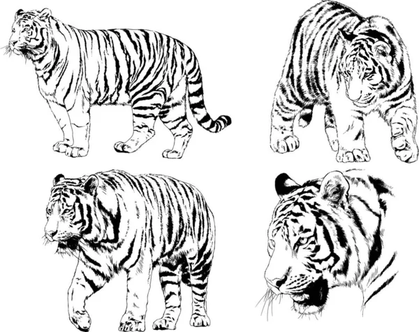 Dibujos Vectoriales Bocetos Diferentes Depredadores Tigres Leones Guepardos Leopardos Dibujan — Vector de stock