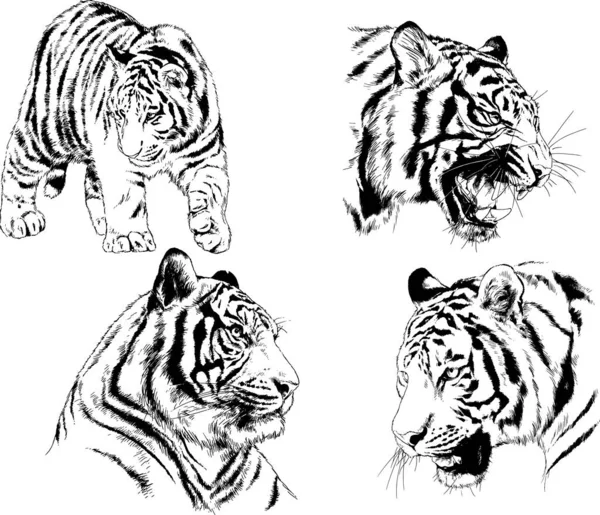 Dibujos Vectoriales Bocetos Diferentes Depredadores Tigres Leones Guepardos Leopardos Dibujan — Vector de stock