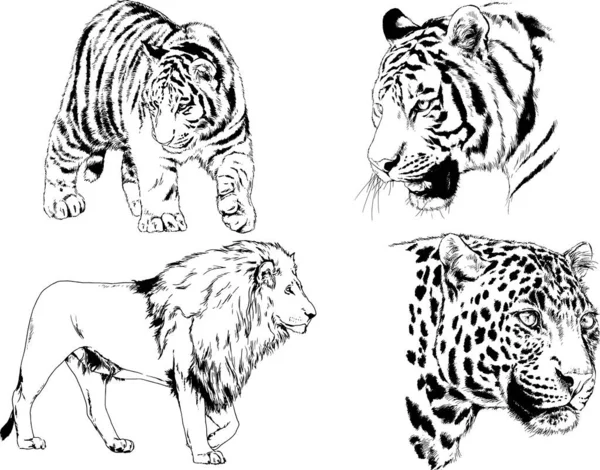 Vector Drawings Sketches Different Predator Tigers Lions Cheetahs Leopards Drawn — Stock Vector