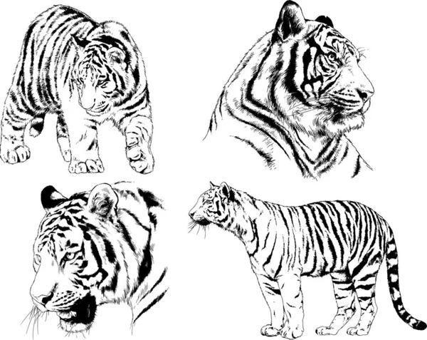 Vector Drawings Sketches Different Predator Tigers Lions Cheetahs Leopards Drawn — Stock Vector