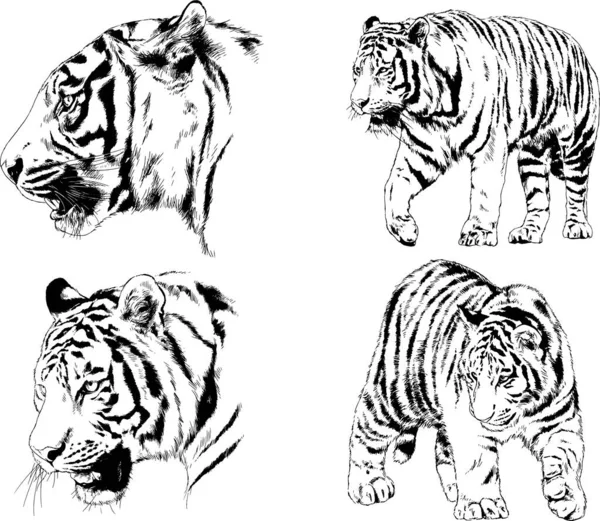 Vector Drawings Sketches Different Predator Tigers Lions Cheetahs Leopards Drawn — Stock Vector