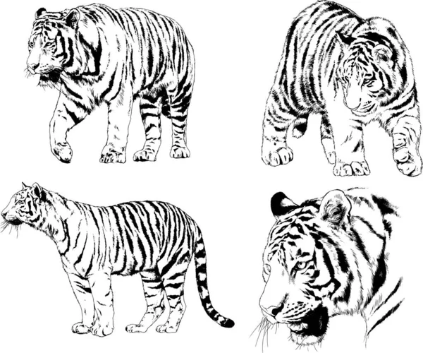Vektorzeichnungen Skizzieren Verschiedene Raubtiere Tiger Löwen Geparden Und Leoparden Werden — Stockvektor