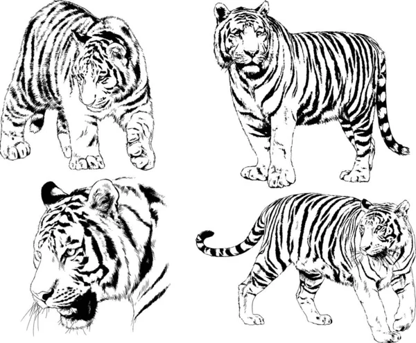 Dibujos Vectoriales Bocetos Diferentes Depredadores Tigres Leones Guepardos Leopardos Dibujan — Vector de stock