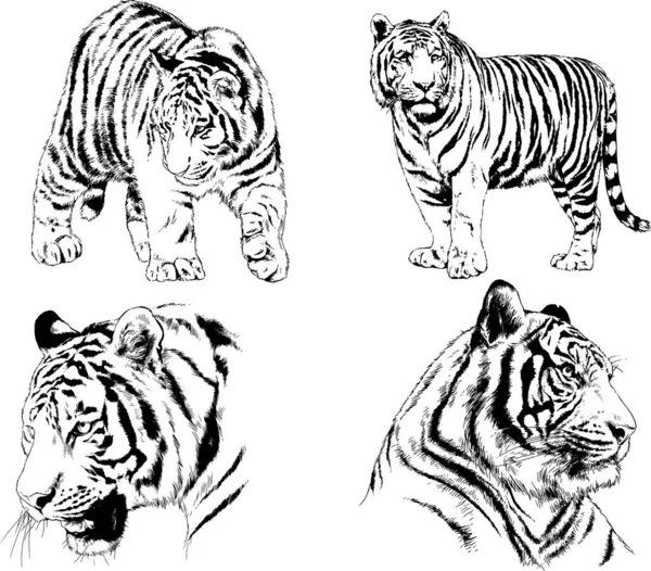 Dibujos Vectoriales Bocetos Diferentes Depredadores Tigres Leones Guepardos Leopardos Dibujan — Archivo Imágenes Vectoriales