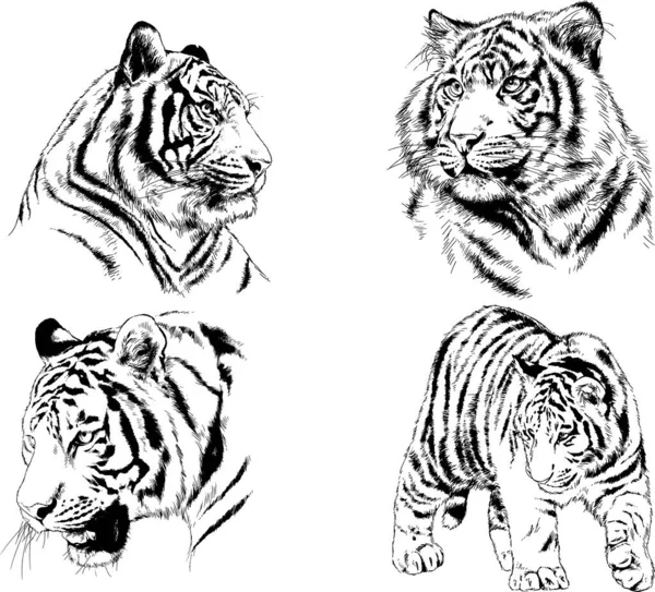 Dibujos Vectoriales Bocetos Diferentes Depredadores Tigres Leones Guepardos Leopardos Dibujan — Vector de stock