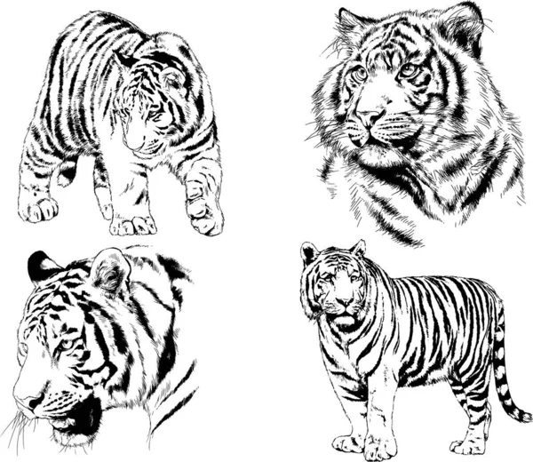 Vector Drawings Sketches Different Predator Tigers Lions Cheetahs Leopards Drawn — Stock Vector