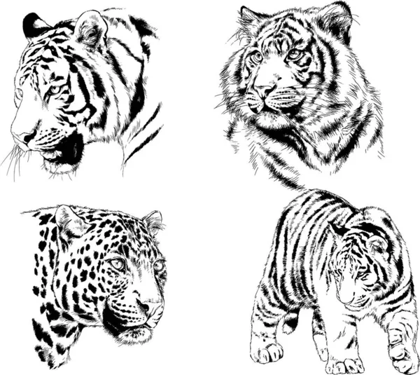 Dibujos Vectoriales Bocetos Diferentes Depredadores Tigres Leones Guepardos Leopardos Dibujan — Vector de stock