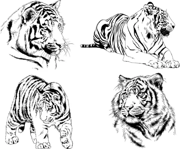 Dibujos Vectoriales Bocetos Diferentes Depredadores Tigres Leones Guepardos Leopardos Dibujan — Vector de stock