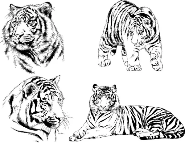 Dibujos Vectoriales Bocetos Diferentes Depredadores Tigres Leones Guepardos Leopardos Dibujan — Vector de stock