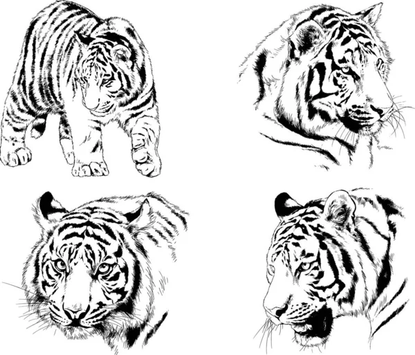 Dibujos Vectoriales Bocetos Diferentes Depredadores Tigres Leones Guepardos Leopardos Dibujan — Vector de stock