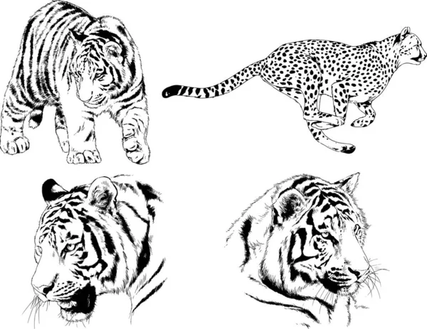 Dessins Vectoriels Esquisse Différents Prédateurs Tigres Lions Guépards Léopards Sont — Image vectorielle