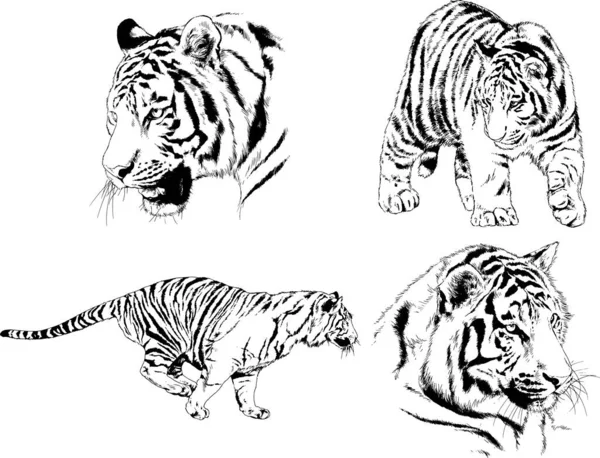 Dibujos Vectoriales Bocetos Diferentes Depredadores Tigres Leones Guepardos Leopardos Dibujan — Archivo Imágenes Vectoriales