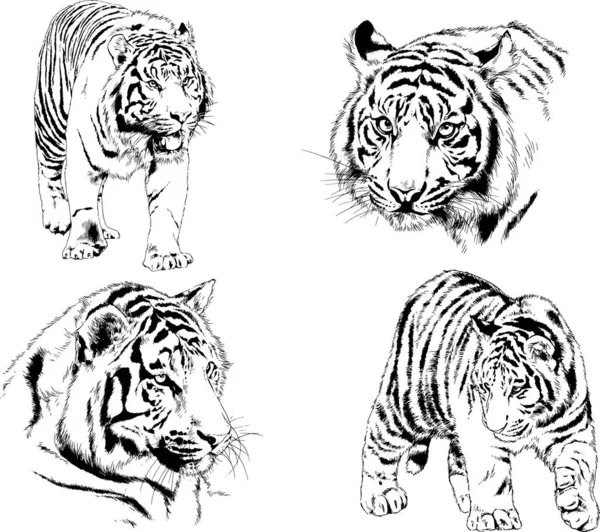 Dibujos Vectoriales Bocetos Diferentes Depredadores Tigres Leones Guepardos Leopardos Dibujan — Archivo Imágenes Vectoriales