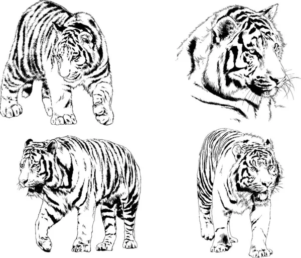 Dibujos Vectoriales Bocetos Diferentes Depredadores Tigres Leones Guepardos Leopardos Dibujan — Vector de stock