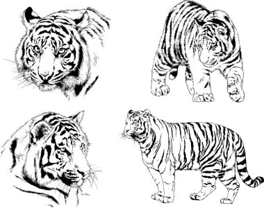 Yırtıcıların temasındaki vektör çizimleri mürekkep dövmeli logolarla elle çizilir.