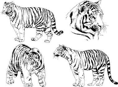 Yırtıcıların temasındaki vektör çizimleri mürekkep dövmeli logolarla elle çizilir.