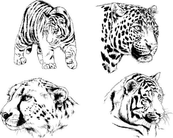 Conjunto Dibujos Vectoriales Sobre Tema Los Depredadores Tigres Dibujan Mano — Archivo Imágenes Vectoriales