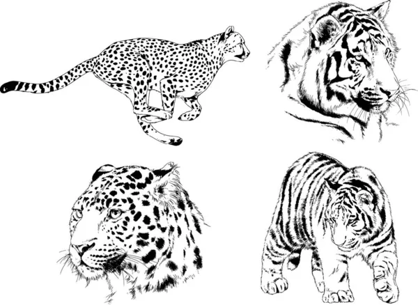 Serie Disegni Vettoriali Sul Tema Dei Predatori Tigri Sono Disegnati — Vettoriale Stock