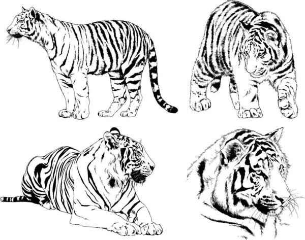 Conjunto Desenhos Vetoriais Sobre Tema Tigres Predadores São Desenhados Mão —  Vetores de Stock