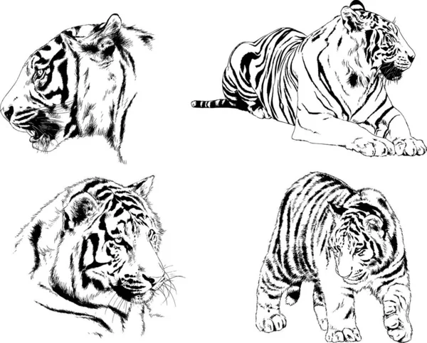 Set Vector Drawings Theme Predators Tigers Drawn Hand Ink Tattoo — Stock Vector