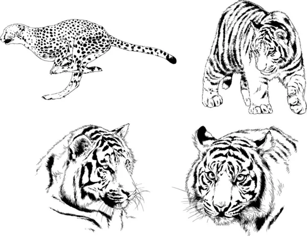 Set Vector Drawings Theme Predators Tigers Drawn Hand Ink Tattoo — Stock Vector