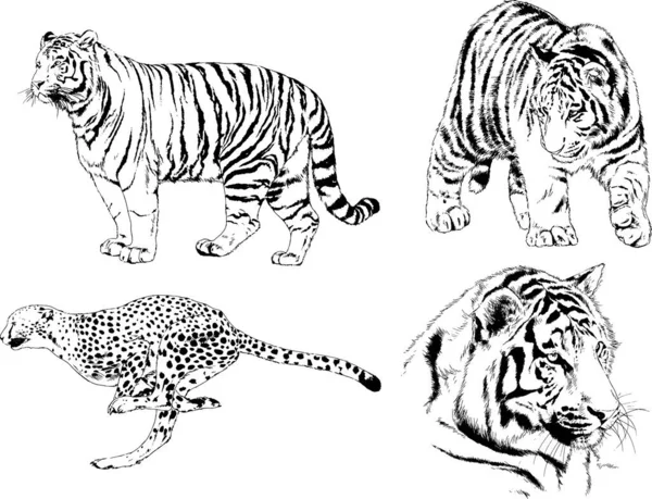 Set Vector Drawings Theme Predators Tigers Drawn Hand Ink Tattoo — Stock Vector