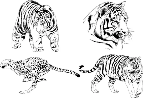 Set Vector Drawings Theme Predators Tigers Drawn Hand Ink Tattoo — Stock Vector