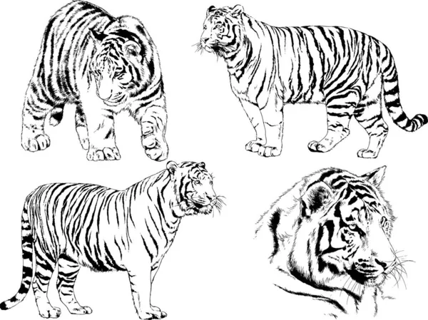 Conjunto Dibujos Vectoriales Sobre Tema Los Depredadores Tigres Dibujan Mano — Vector de stock