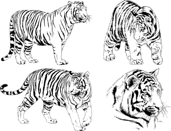 Conjunto Dibujos Vectoriales Sobre Tema Los Depredadores Tigres Dibujan Mano — Archivo Imágenes Vectoriales