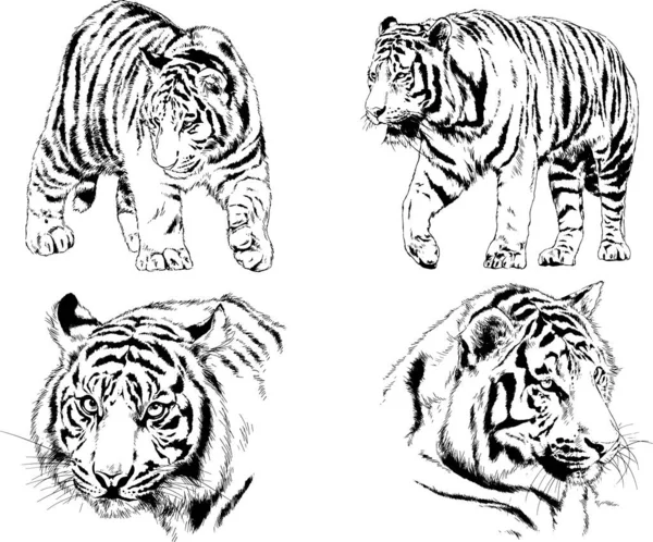 Conjunto Dibujos Vectoriales Sobre Tema Los Depredadores Tigres Dibujan Mano — Vector de stock