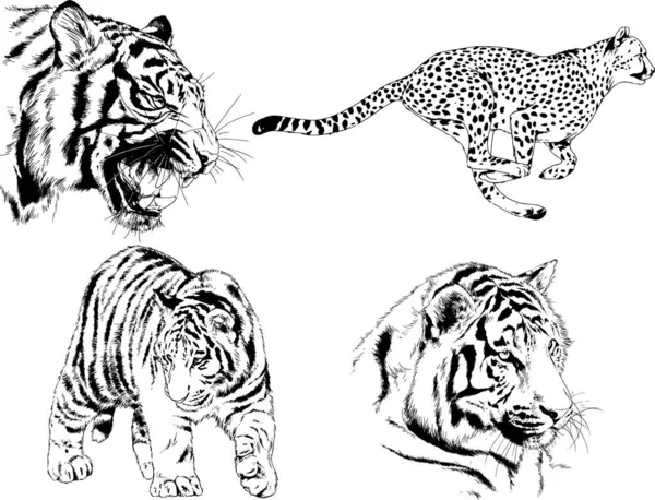 Set Vector Drawings Theme Predators Tigers Drawn Hand Ink Tattoo — Stock Vector