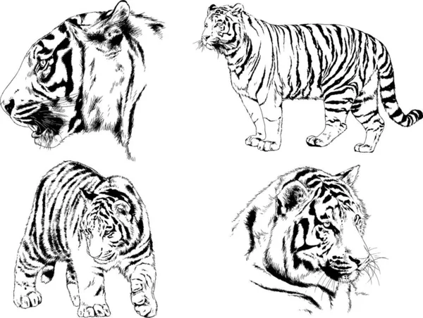 Set Vector Drawings Theme Predators Tigers Drawn Hand Ink Tattoo — Stock Vector