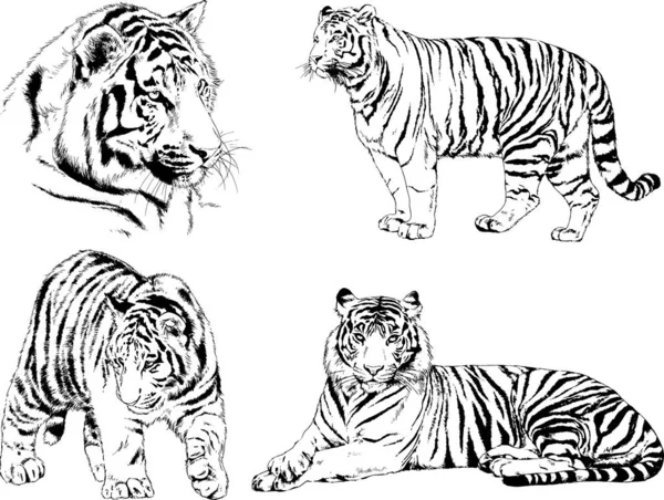 Conjunto Dibujos Vectoriales Sobre Tema Los Depredadores Tigres Dibujan Mano — Archivo Imágenes Vectoriales