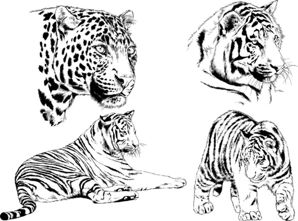 Conjunto Dibujos Vectoriales Sobre Tema Los Depredadores Tigres Dibujan Mano — Vector de stock