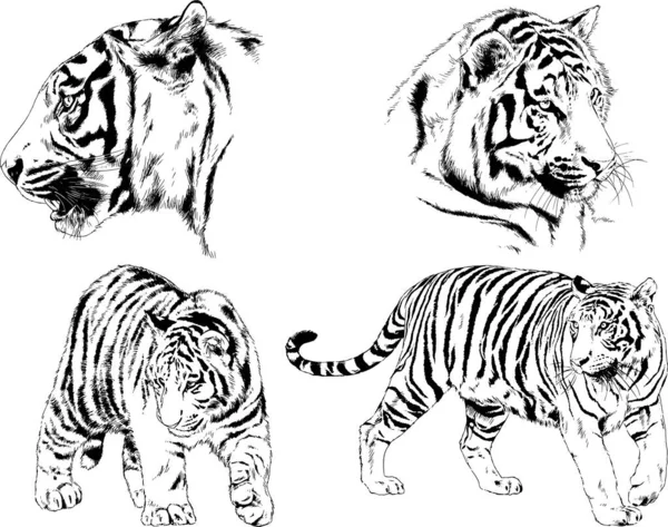 Conjunto Dibujos Vectoriales Sobre Tema Los Depredadores Tigres Dibujan Mano — Vector de stock