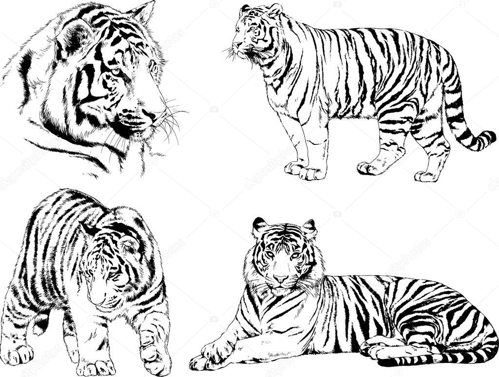 set of vector drawings on the theme of predators tigers are drawn by hand with ink tattoo logos