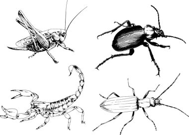 Vektör çizimleri farklı böcekler çizer. Akrepler, mürekkeple çizilen örümcekler, arka planı olmayan nesneler.