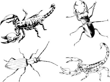Vektör çizimleri farklı böcekler çizer. Akrepler, mürekkeple çizilen örümcekler, arka planı olmayan nesneler.